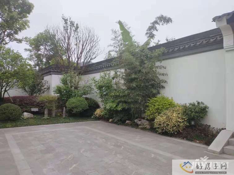 和泓蓝城桃花源实景图芭蕉树