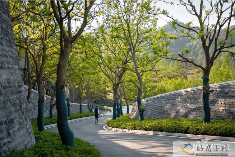 阳光城望乡实景图行道树